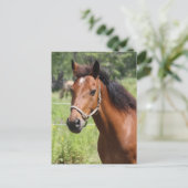 Carte Postale Cheval (Debout devant)