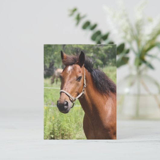 Carte Postale Cheval (Debout devant)