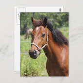 Carte Postale Cheval (Devant / Derrière)