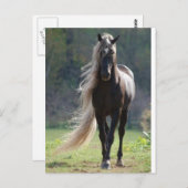 Carte Postale Cheval (Devant / Derrière)