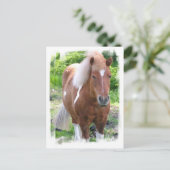 Carte postale Cheval (Debout devant)