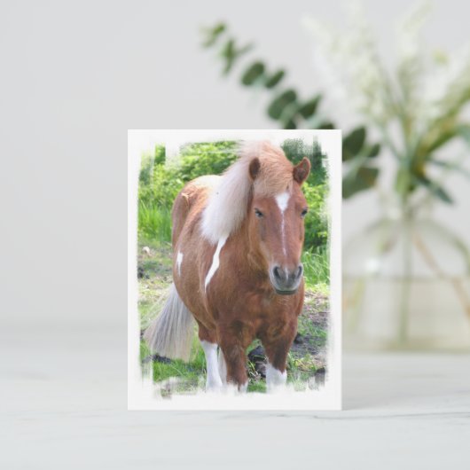 Carte postale Cheval (Debout devant)