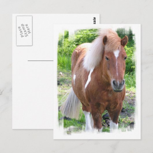 Carte postale Cheval (Devant / Derrière)