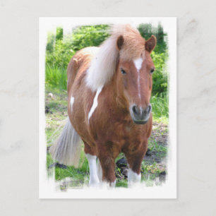 Carte postale Cheval