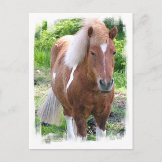 Carte postale Cheval (Devant)