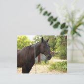 Carte postale Cheval (Debout devant)