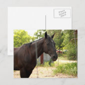 Carte postale Cheval (Devant / Derrière)