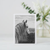 Carte Postale cheval (Debout devant)