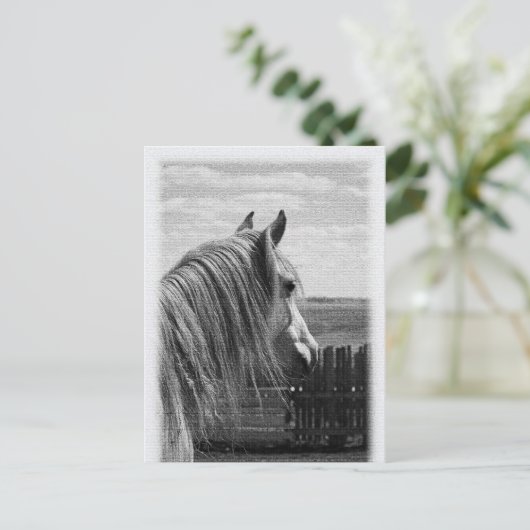 Carte Postale cheval (Debout devant)