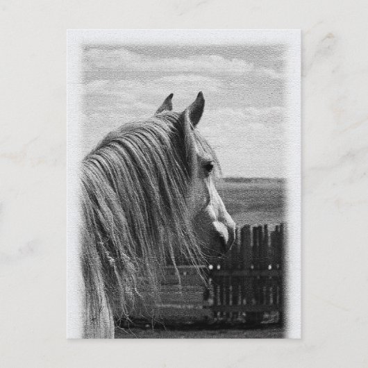 Carte Postale cheval (Devant)