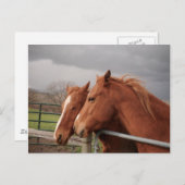 Carte postale Cheval (Devant / Derrière)