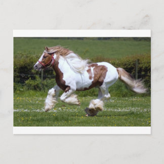 Carte Postale Cheval