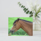 Carte Postale Cheval (Debout devant)
