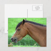 Carte Postale Cheval (Devant / Derrière)