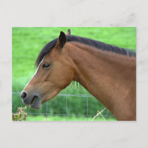 Carte Postale Cheval