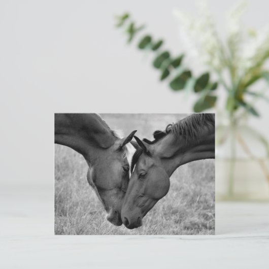 Carte postale Cheval (Debout devant)