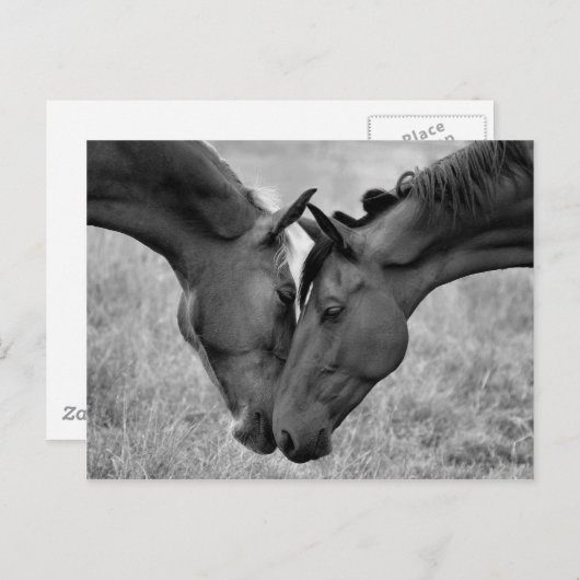 Carte postale Cheval (Devant / Derrière)