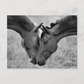 Carte postale Cheval (Devant)