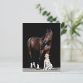 Carte postale Cheval (Debout devant)