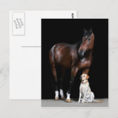 Carte postale Cheval (Devant / Derrière)