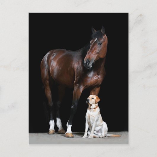 Carte postale Cheval (Devant)