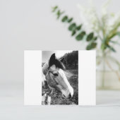 Carte Postale Cheval (Debout devant)