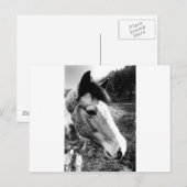 Carte Postale Cheval (Devant / Derrière)