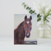 Carte Postale Cheval  (Debout devant)