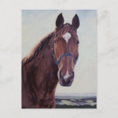Carte Postale Cheval  (Devant)