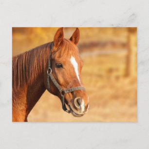 Carte Postale Cheval