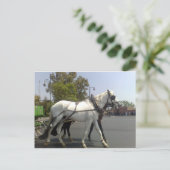 Carte Postale Cheval (Debout devant)