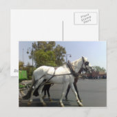 Carte Postale Cheval (Devant / Derrière)