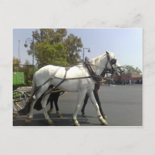 Carte Postale Cheval