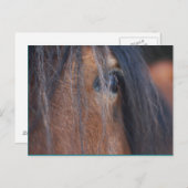 Carte postale Cheval (Devant / Derrière)