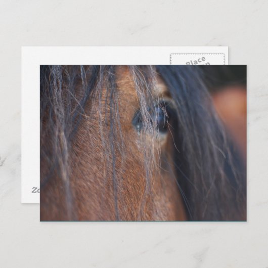 Carte postale Cheval (Devant / Derrière)