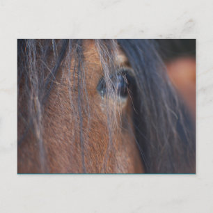 Carte postale Cheval