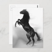 Carte Postale Cheval (Devant / Derrière)