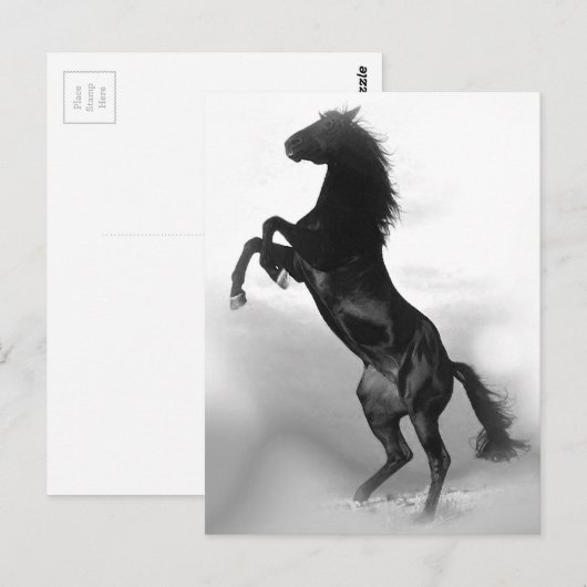 Carte Postale Cheval (Devant / Derrière)