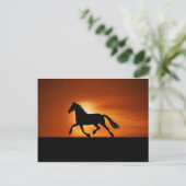 Carte Postale cheval (Debout devant)