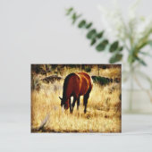 Carte Postale Cheval (Debout devant)