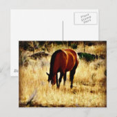 Carte Postale Cheval (Devant / Derrière)