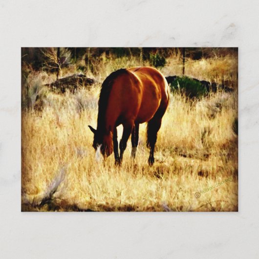 Carte Postale Cheval (Devant)