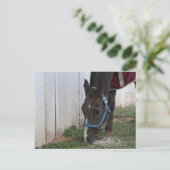 Carte postale Cheval (Debout devant)