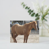 Carte postale Cheval (Debout devant)
