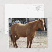 Carte postale Cheval (Devant / Derrière)