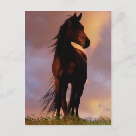 Carte postale Cheval (Devant)