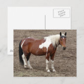 Carte Postale cheval (Devant / Derrière)