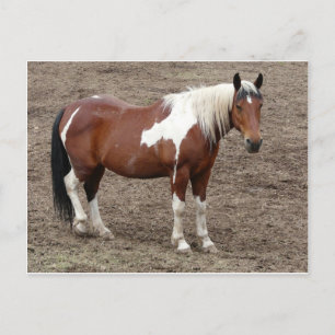 Carte Postale cheval