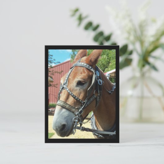 Carte postale Cheval (Debout devant)