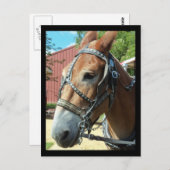 Carte postale Cheval (Devant / Derrière)